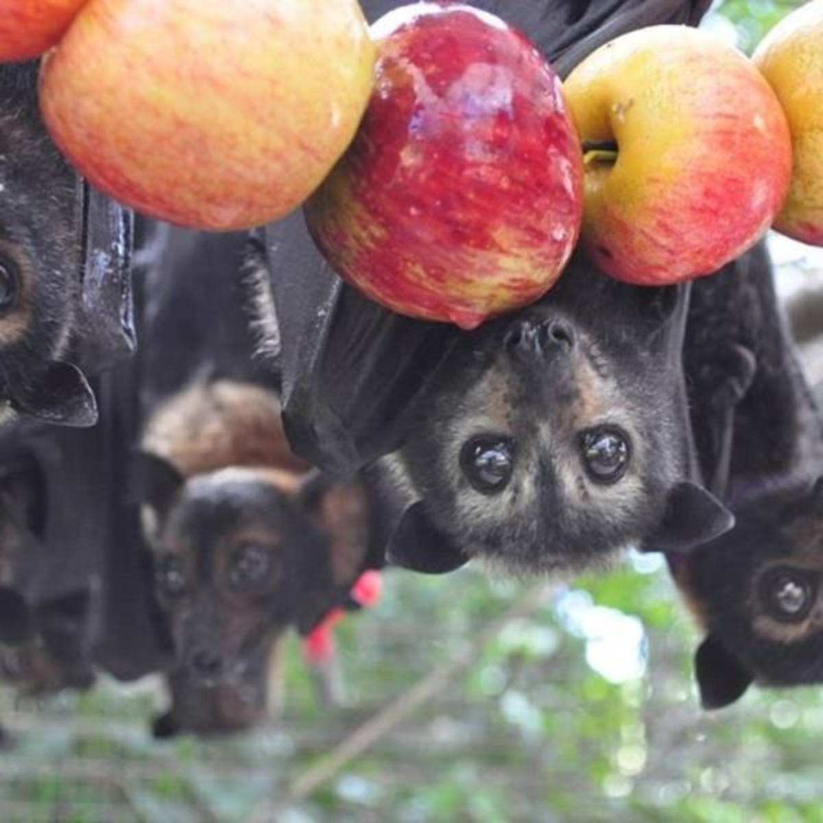 Volunteer in Bat Conservation