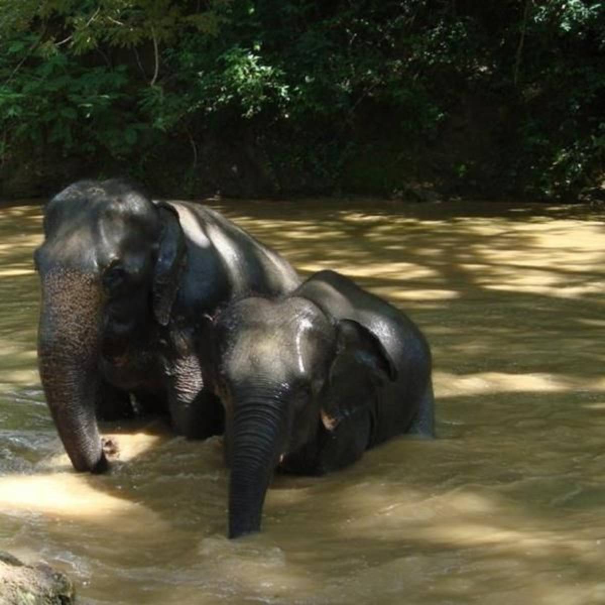 Chiang Mai volunteering