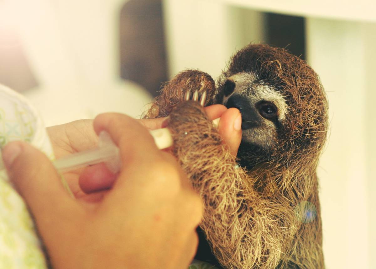 Feeding baby sloth