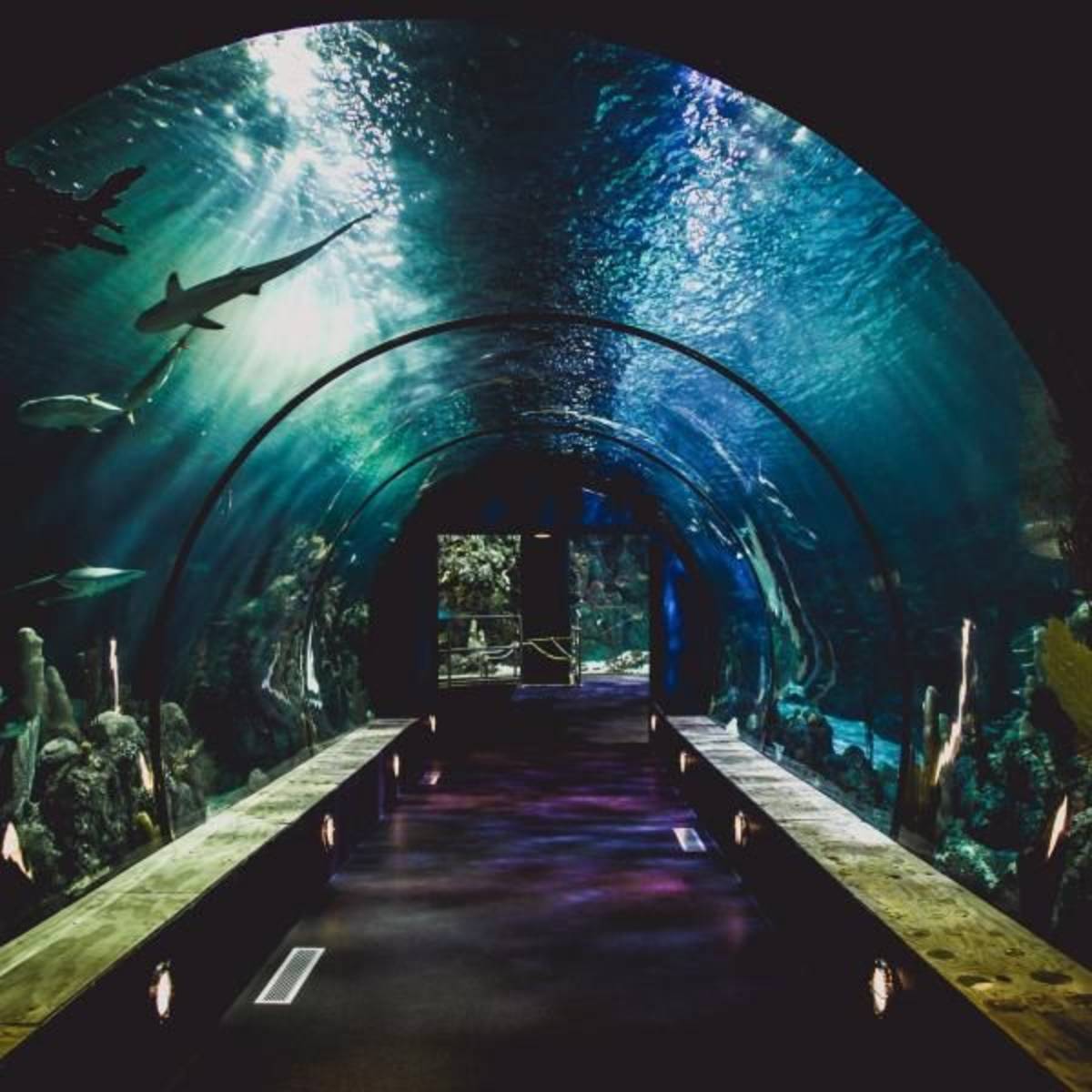 Aquarium Internship
