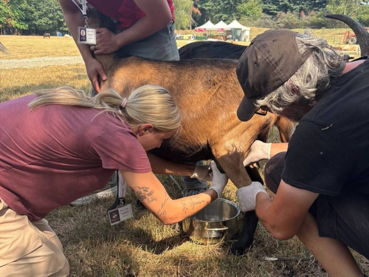 Fellow learning how to milk a goat.