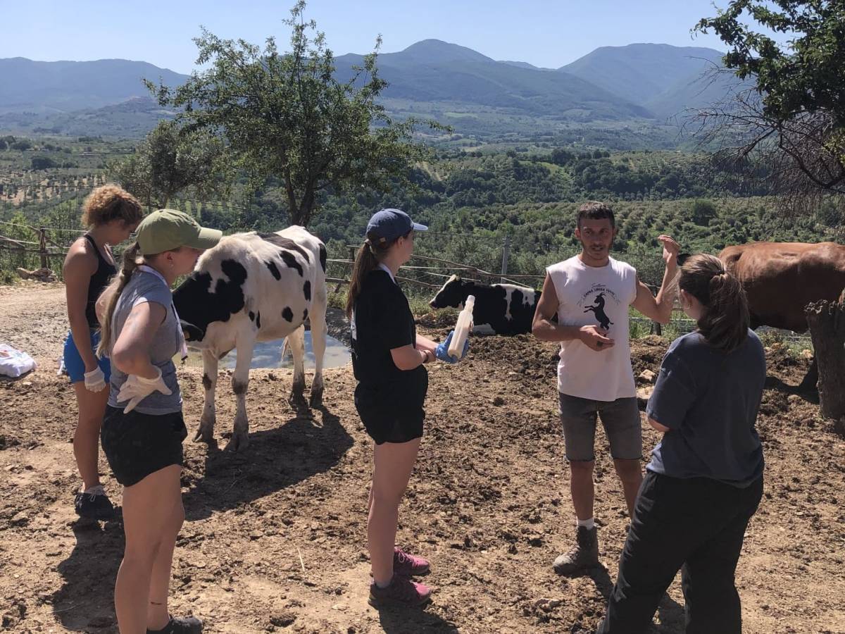 Fellows conducting their routine checks on the cows at Capra Libera Tutti in Rome