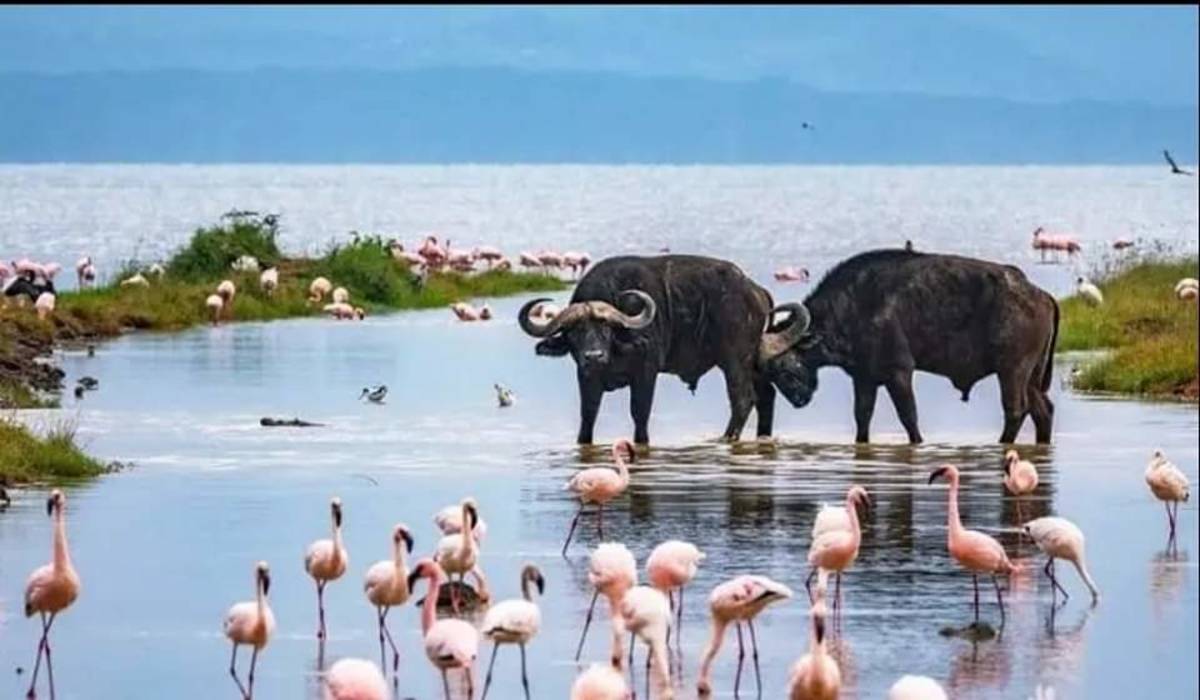 Flamingoes and buffaloes at Lake Nakuru