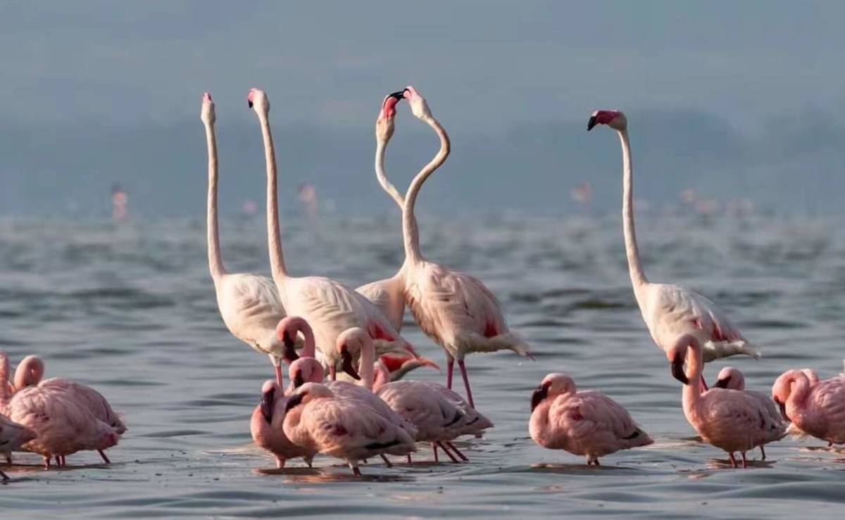 Flamingoes at Amboseli Lake
