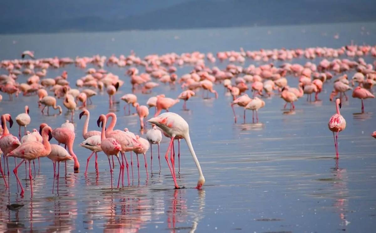 Flamingoes