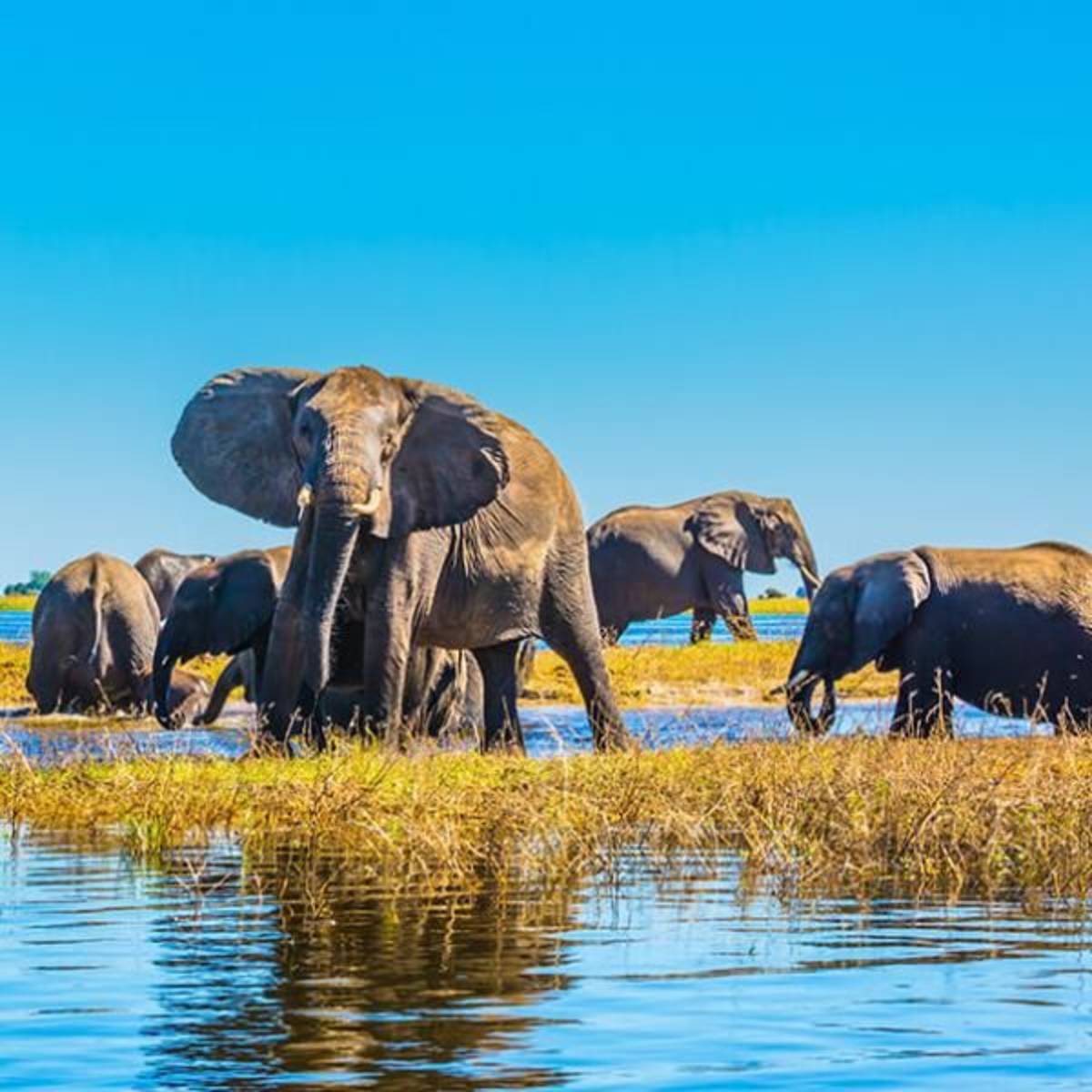 elephants