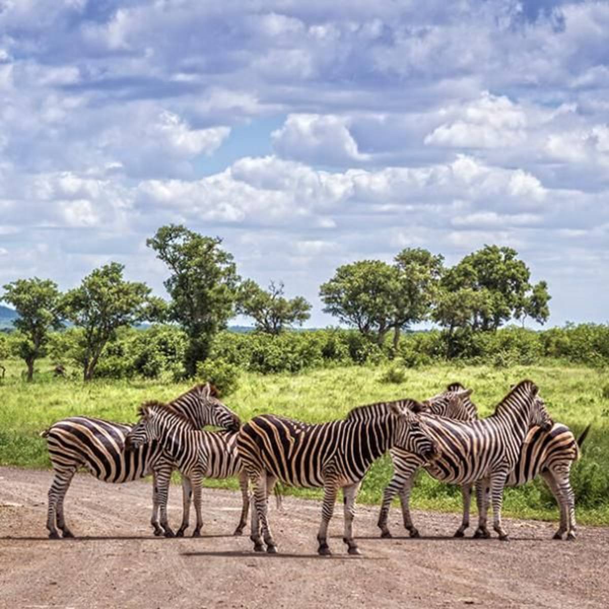 zebra