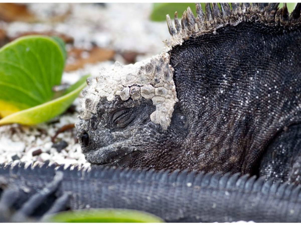Galápagos marine iguana