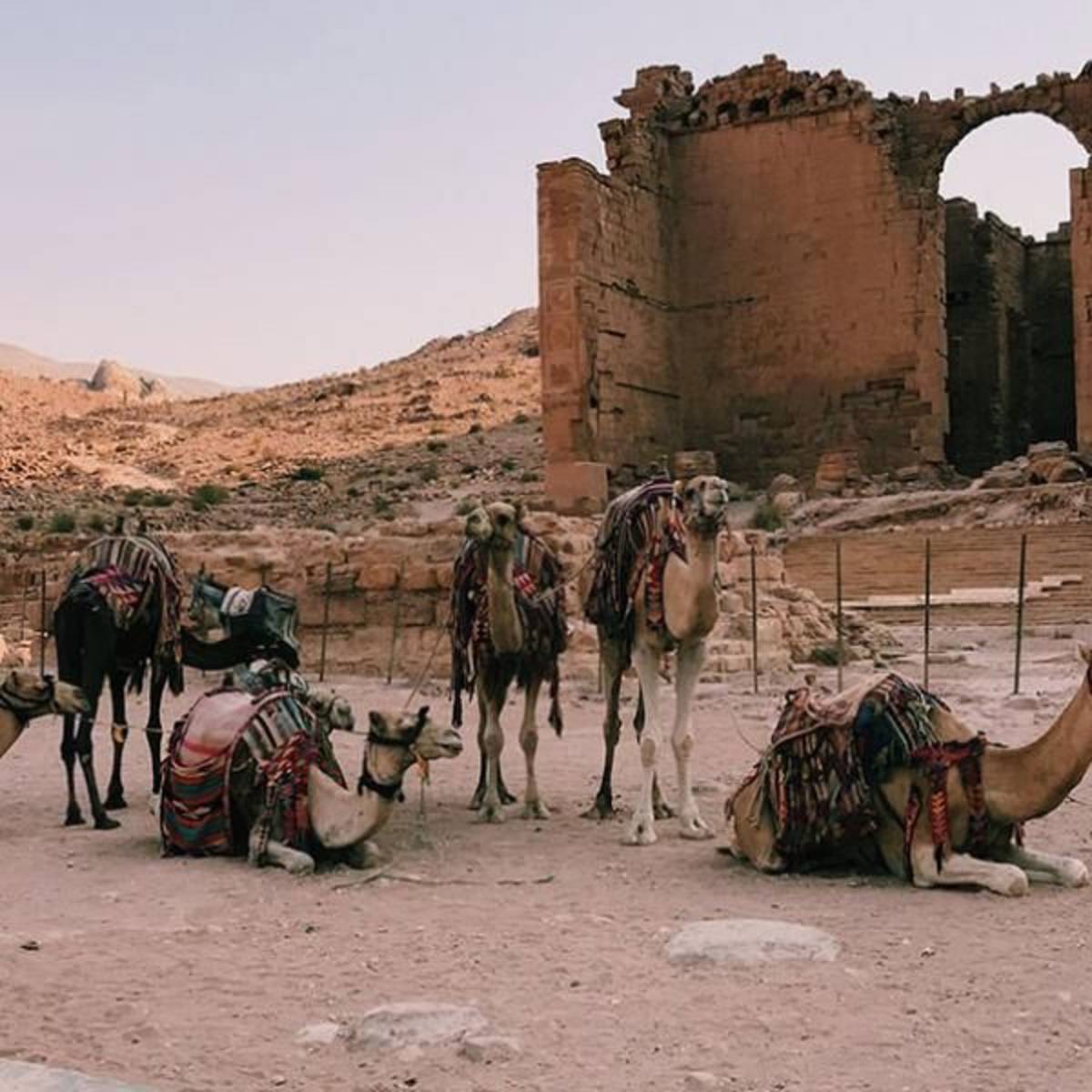 Camels