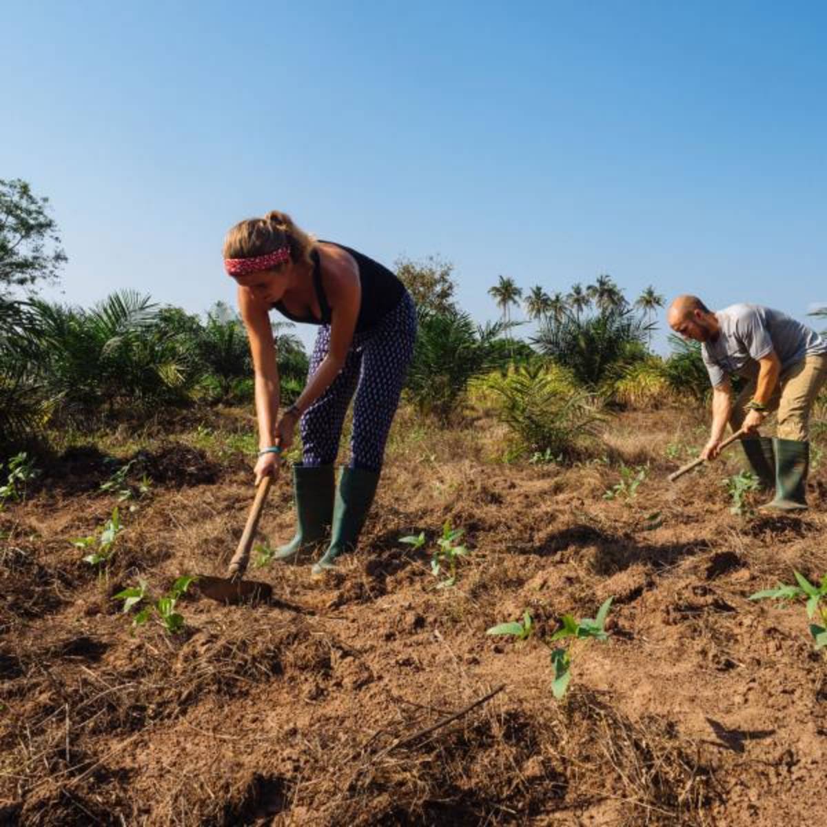 Ghana Agriculture Project
