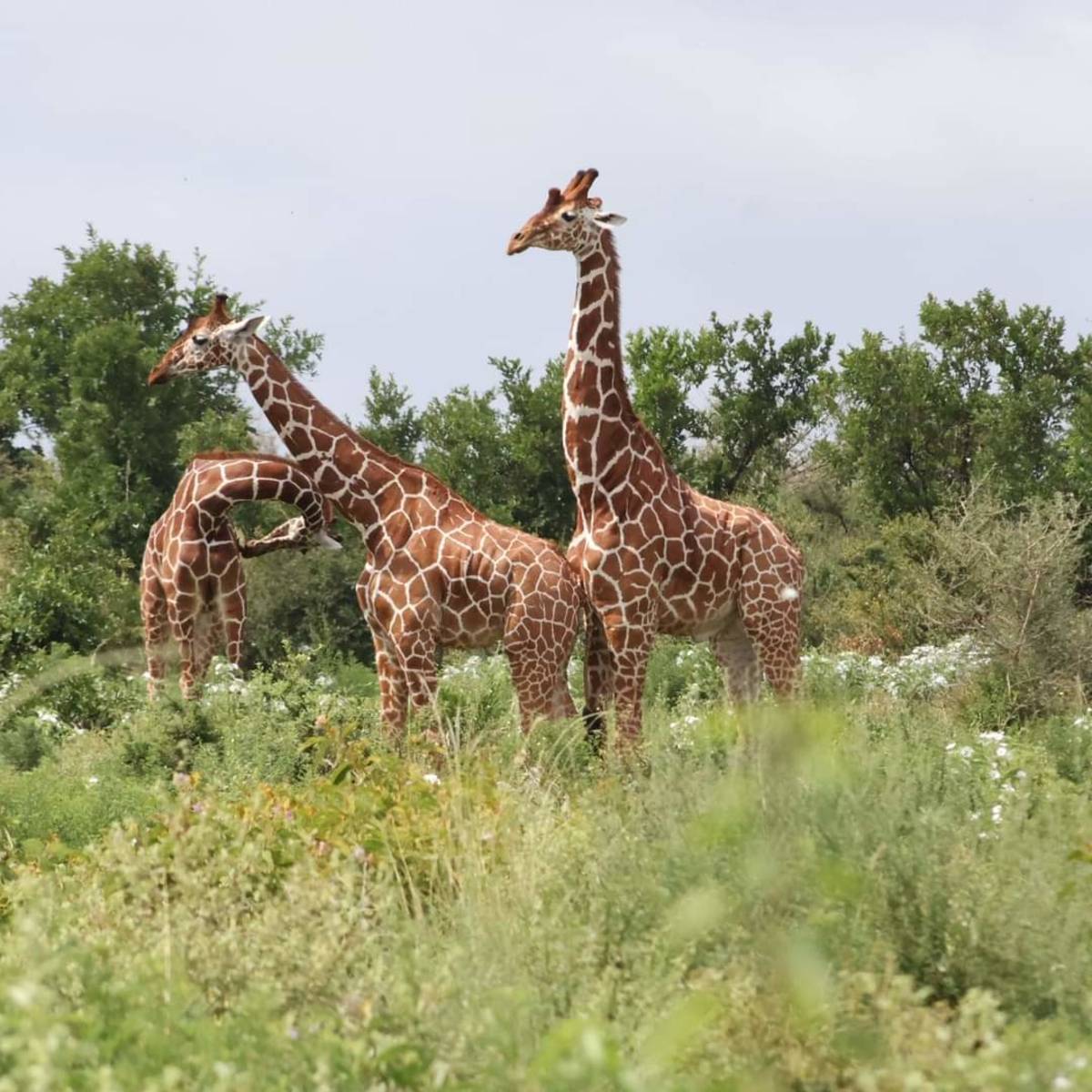 Giraffe at Masai Mara
