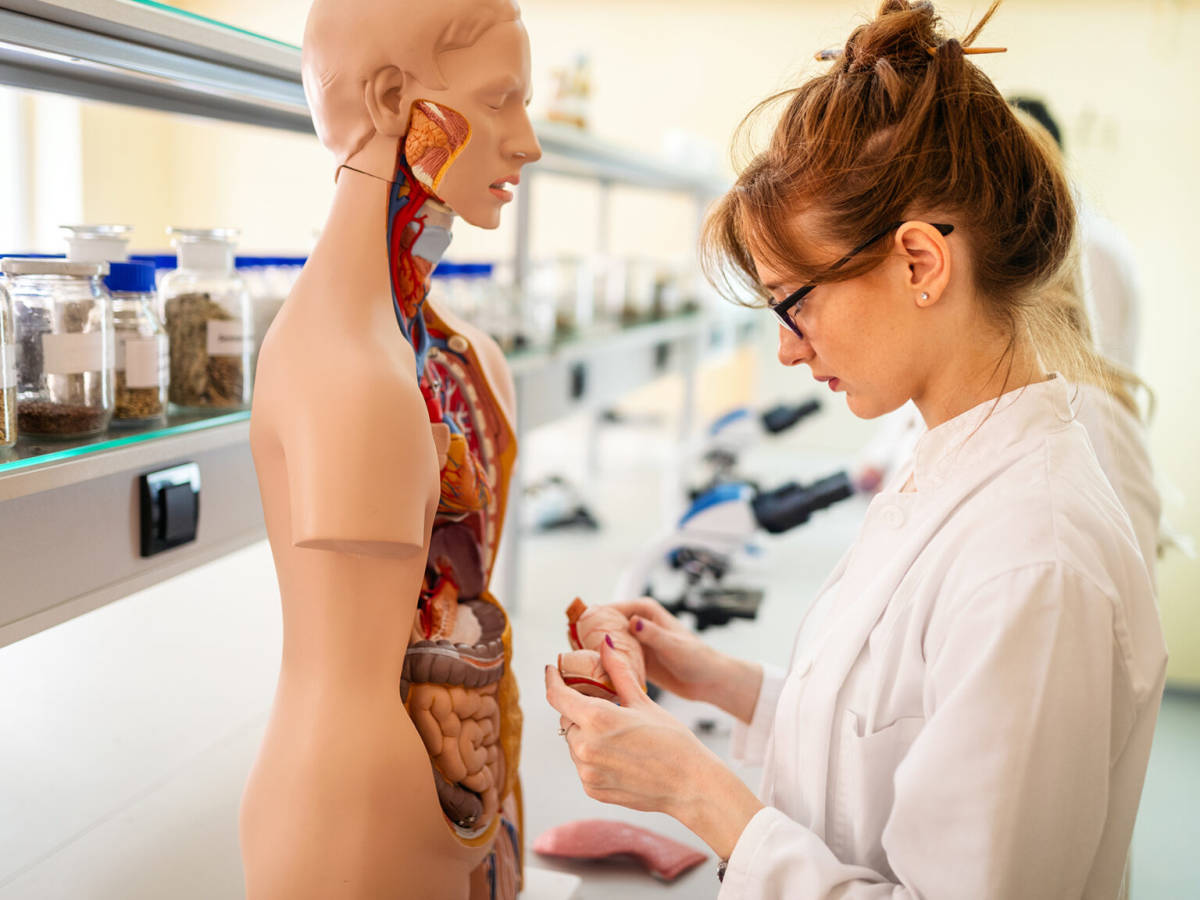 Girl working on body replica