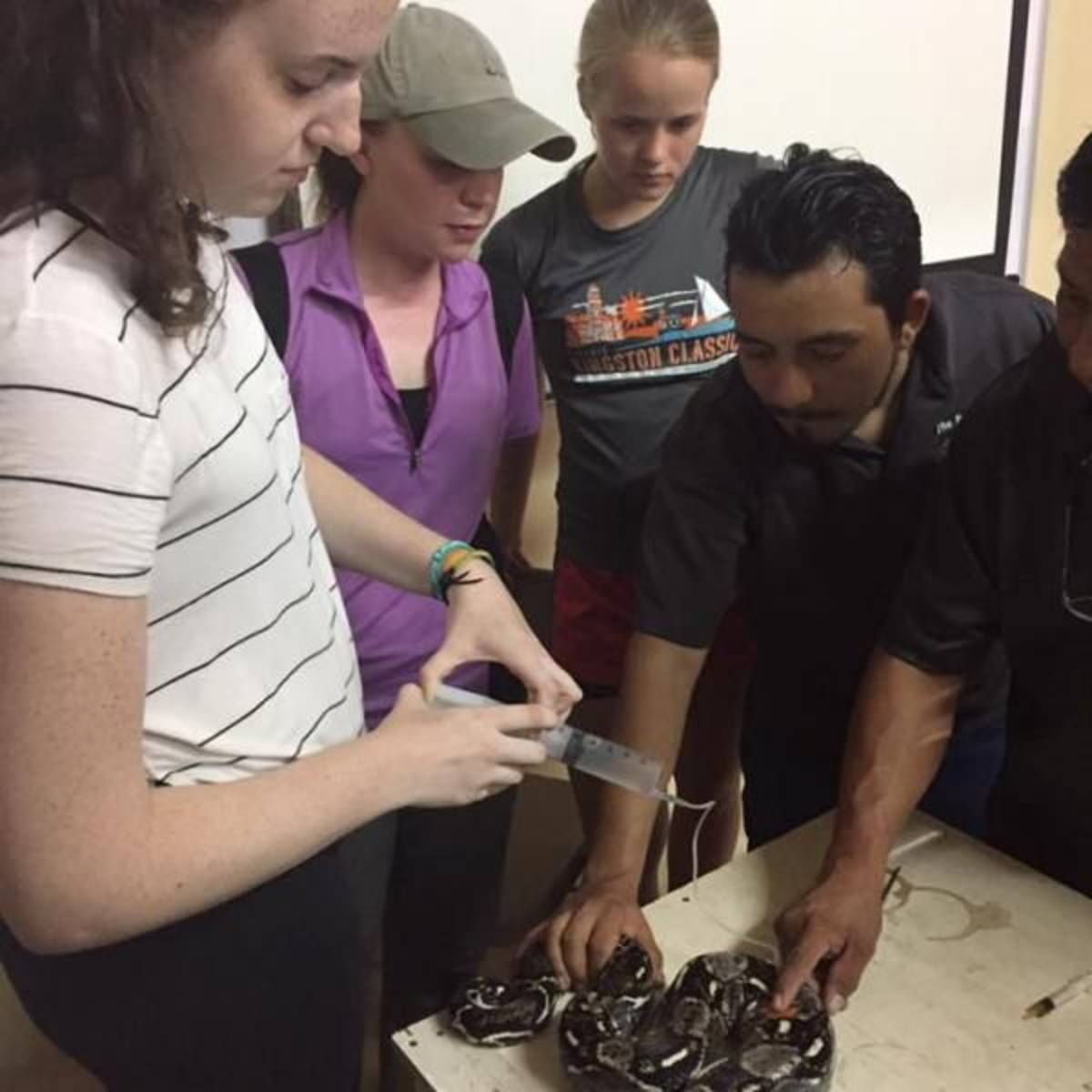 Student gives fluid to snake at the Belize Zoo