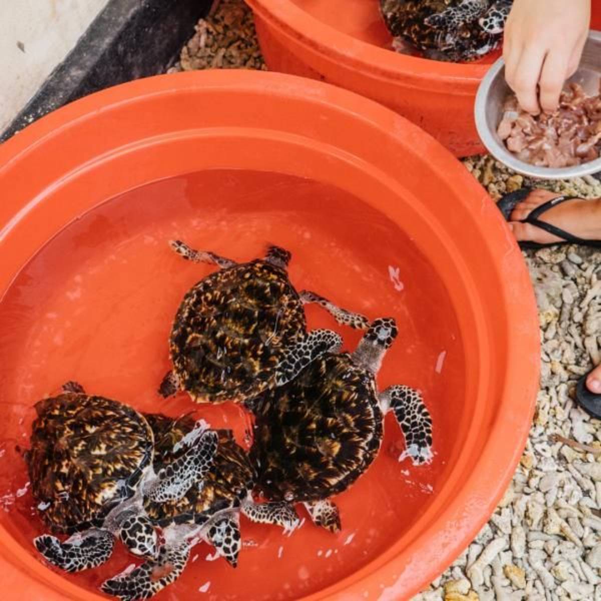Volunteer In Bali on Turtle Conservation with IVHQ