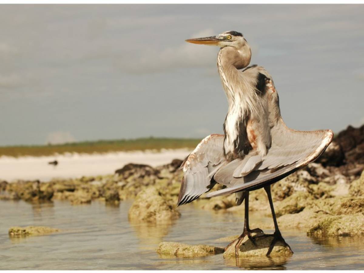 Great Blue Heron