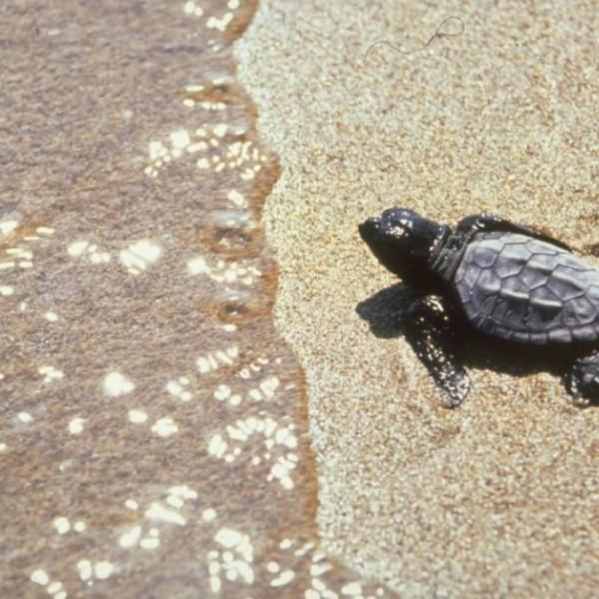 GoEco Greece - Sea Turtle Conservation