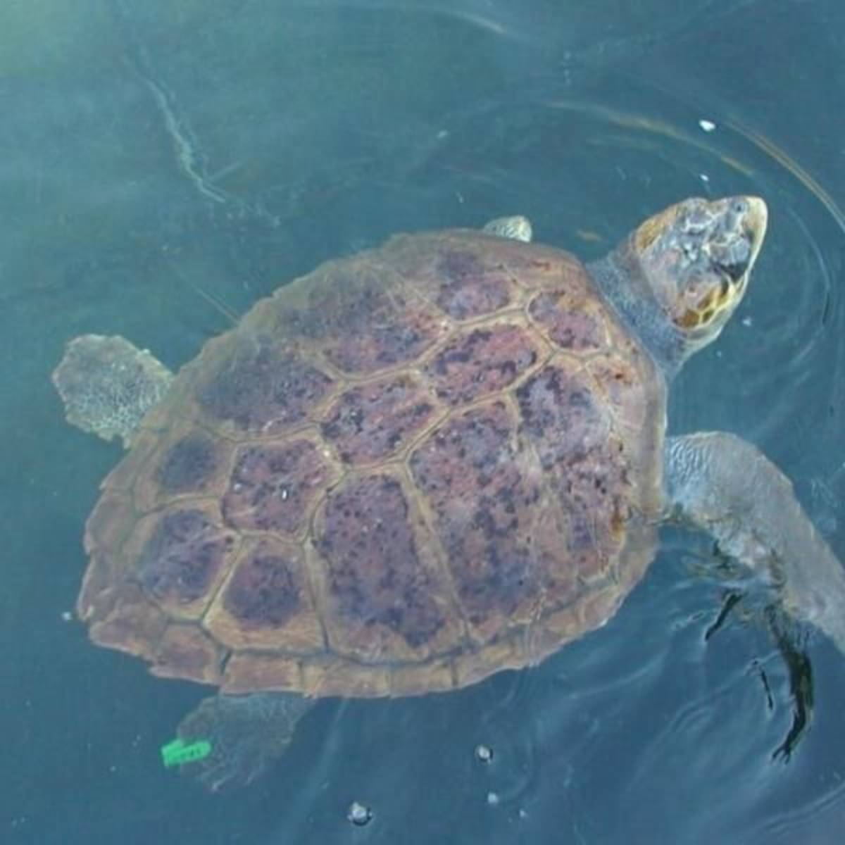 GoEco Greece - Sea Turtle Conservation
