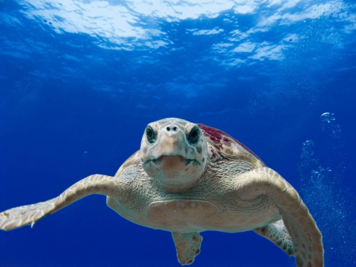 Greece Turtle
