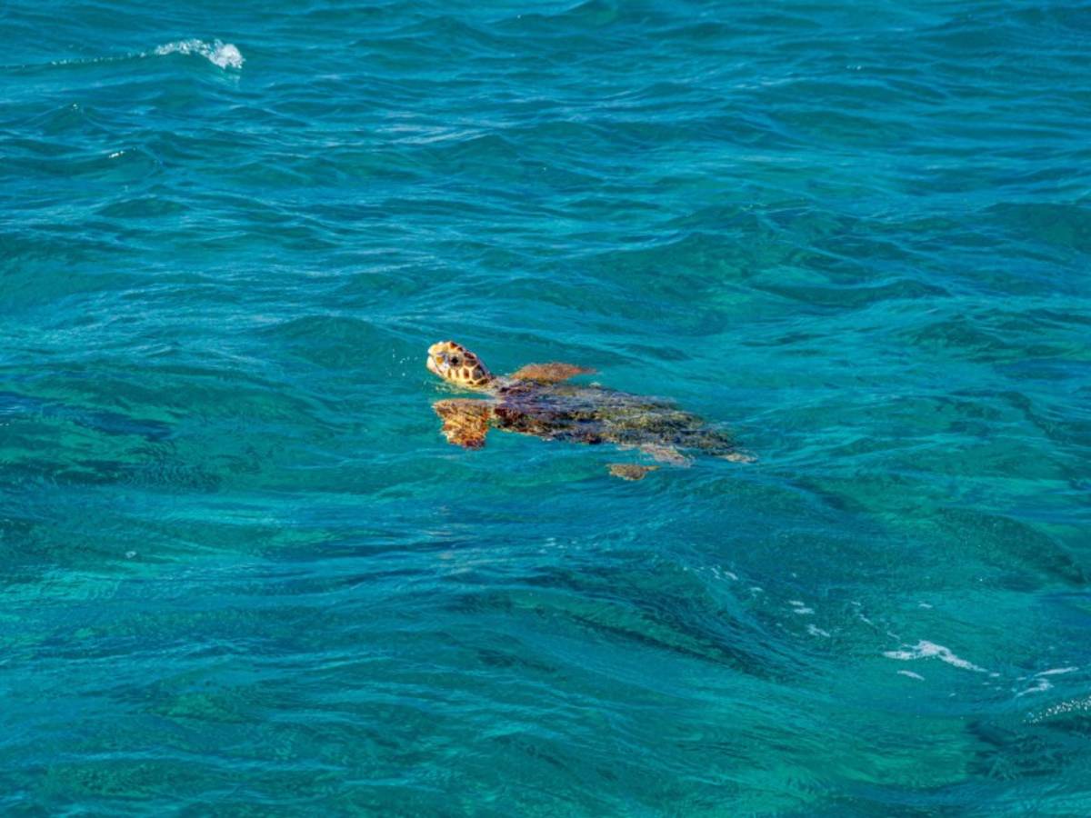 Greece Turtle