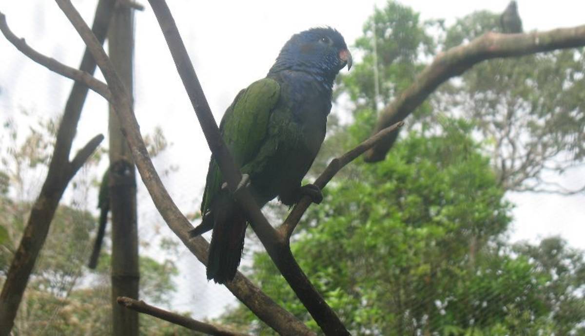 green and blue bird