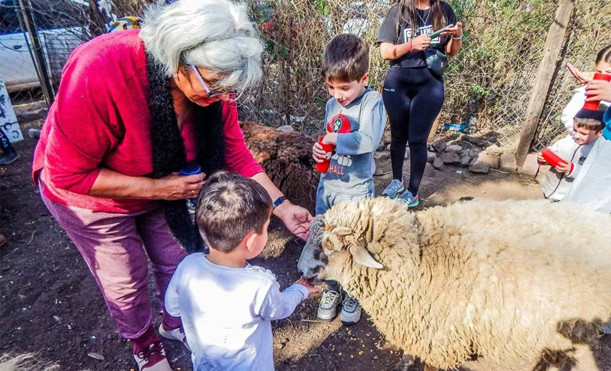 Group of IVHQ Volunteers feeding a sheep