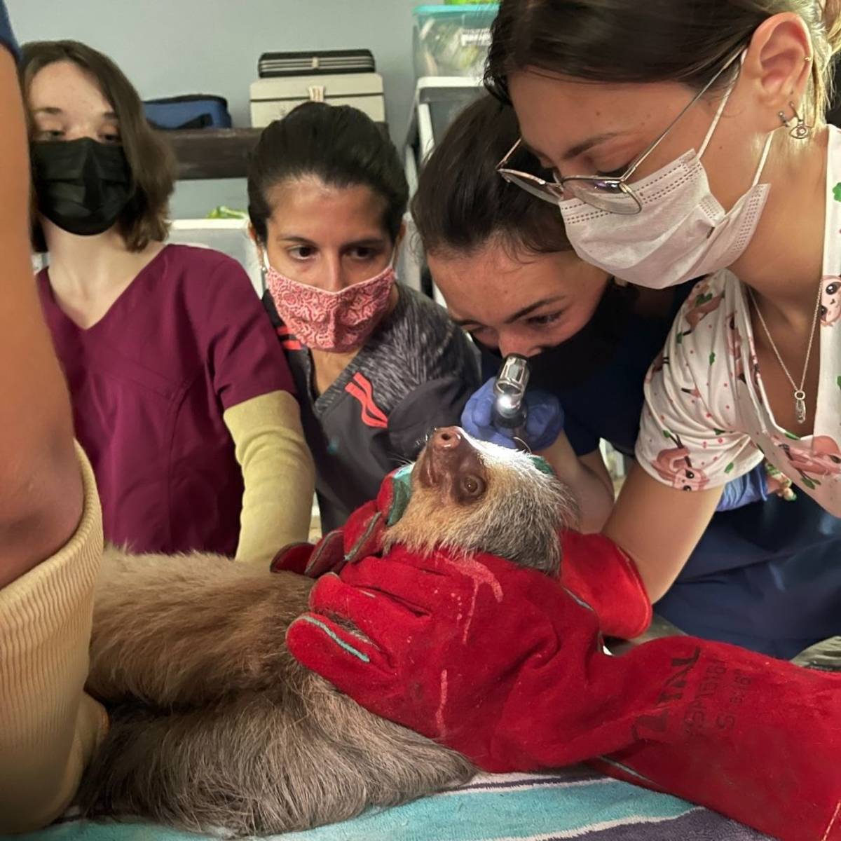 Group of teens and vet examine sloth in examination room