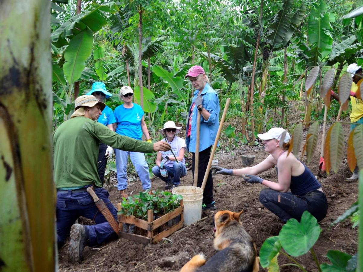 group of volunteers working in the agroforestry system and receiving hands on training. 