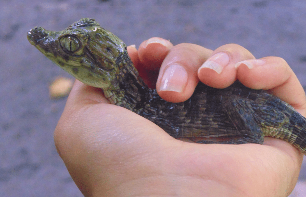 Guatemala – Tropical Wildlife Rescue Center
