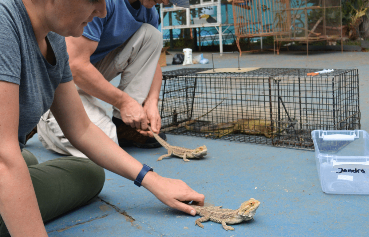 Guatemala – Tropical Wildlife Rescue Center