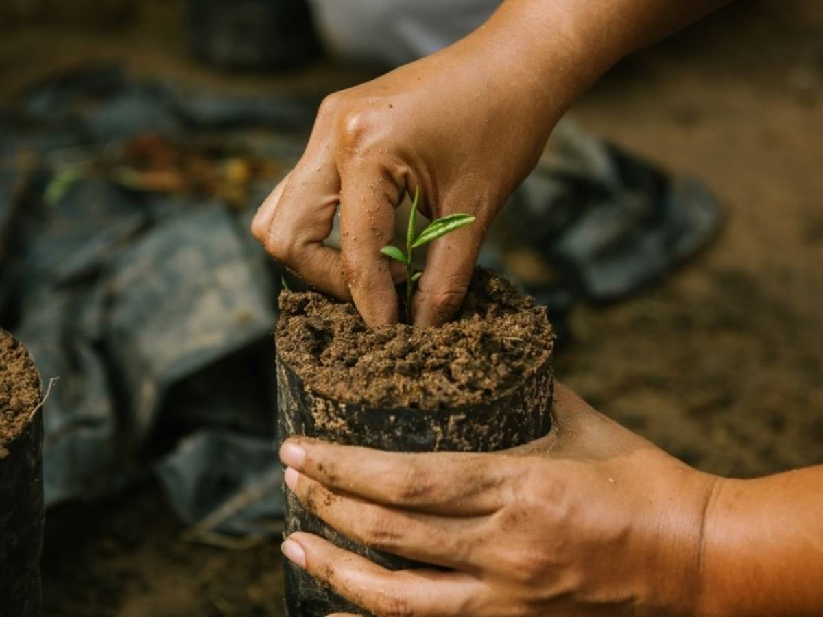 Hands planting a native tree seedling as part of Amazon reforestation efforts.