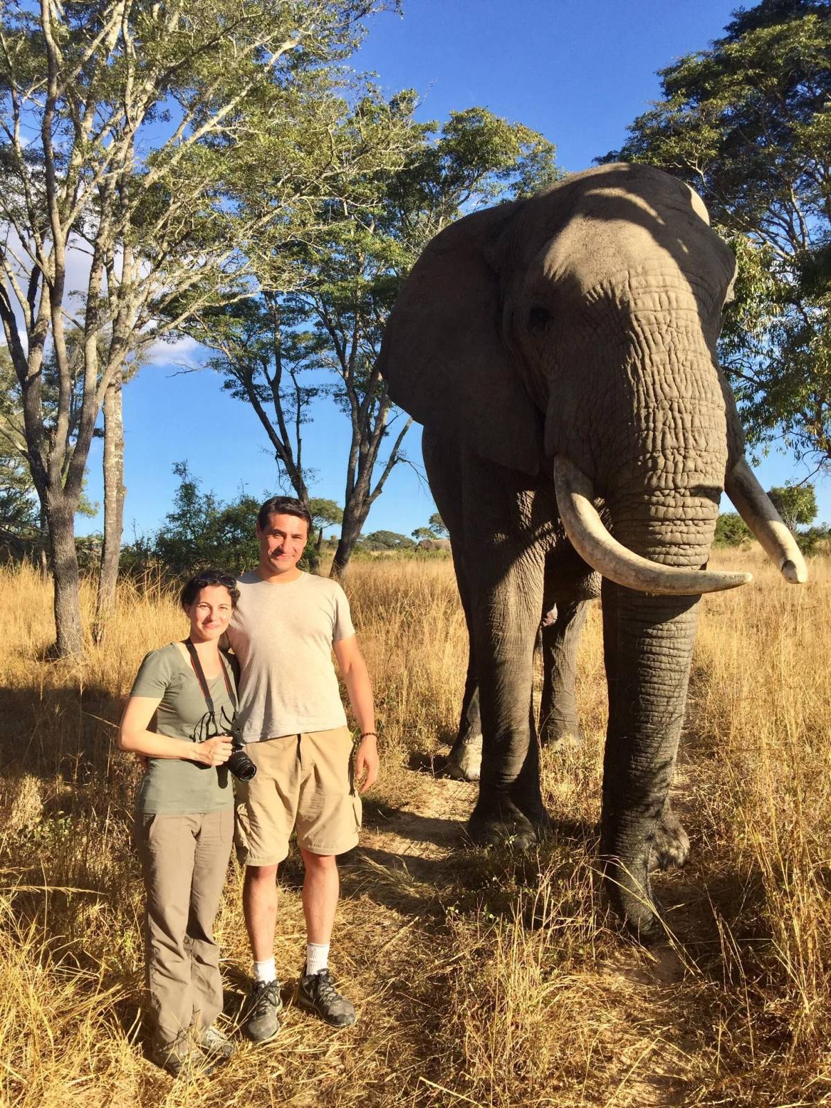 Volunteers with an elephant