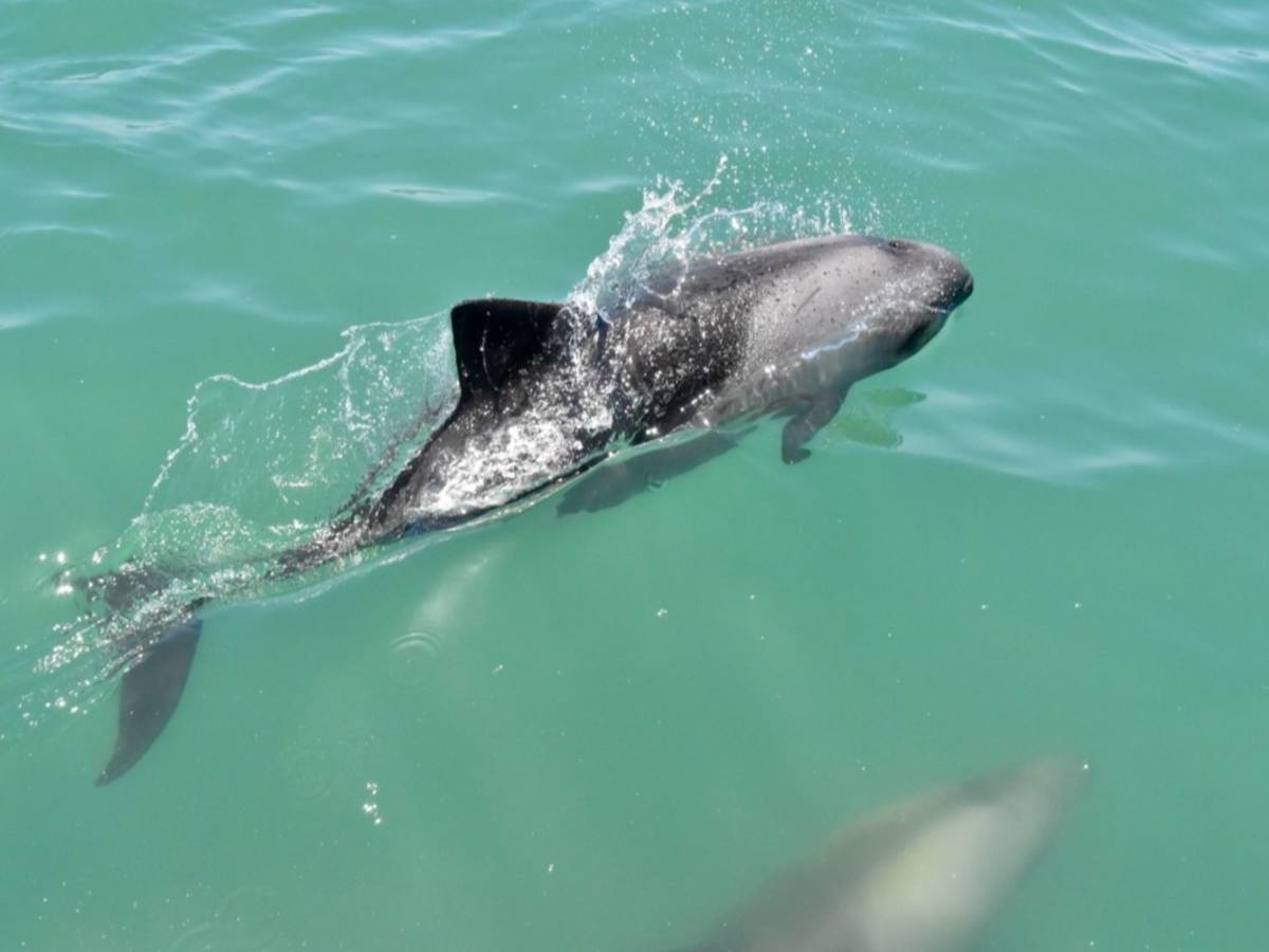 Heaviside dolphin in the waters off Lüderitz