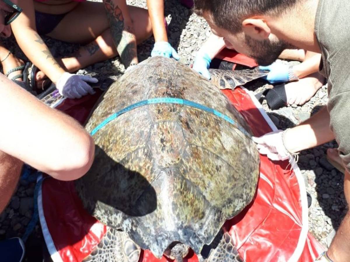 Helping injured turtle