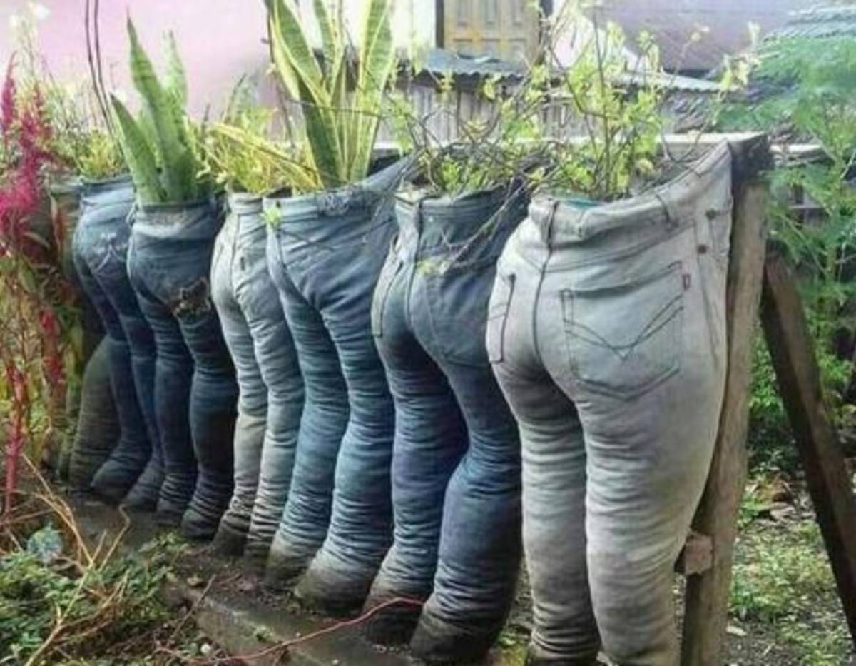 Herb Garden in Trouser pots