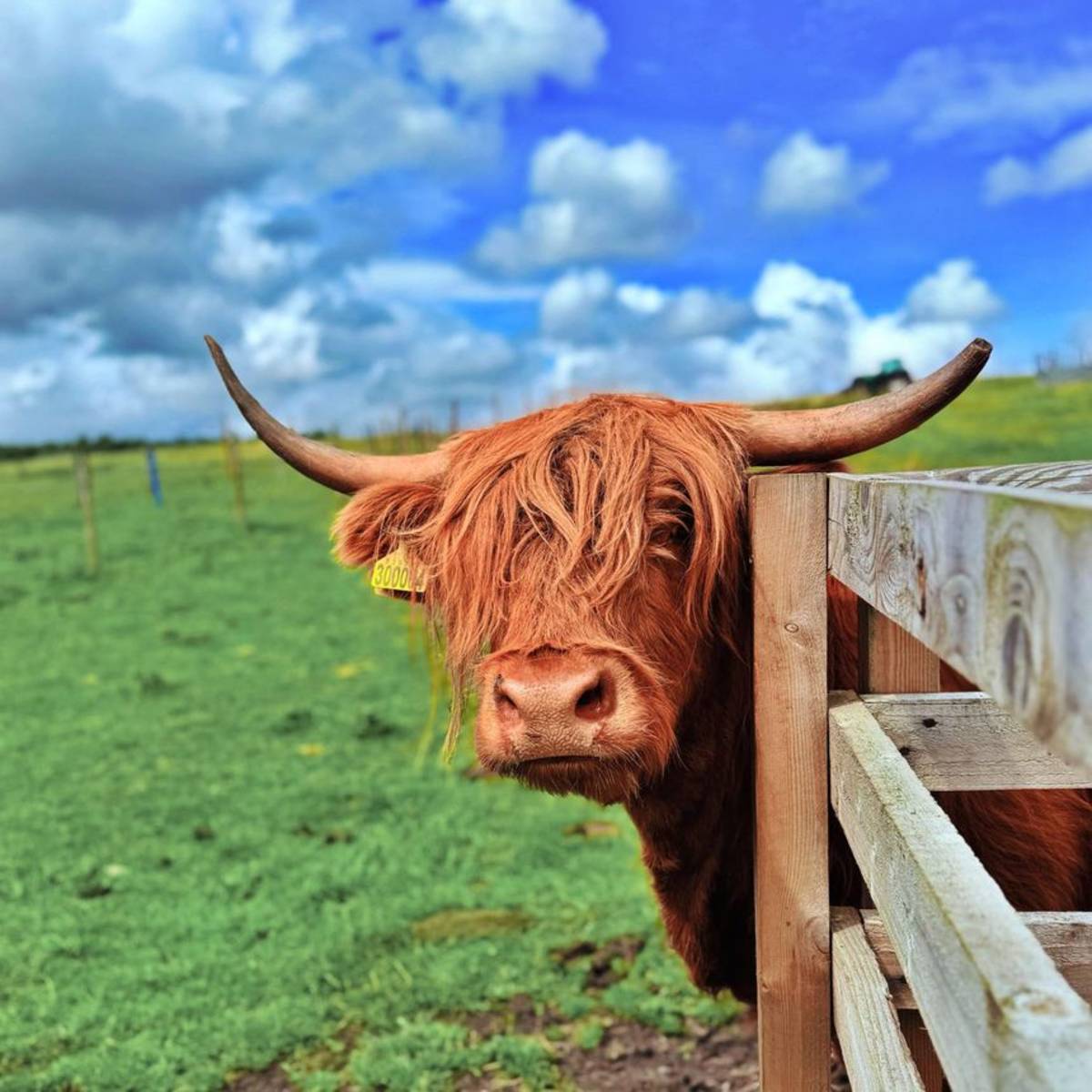 Highland cow in Edinburgh