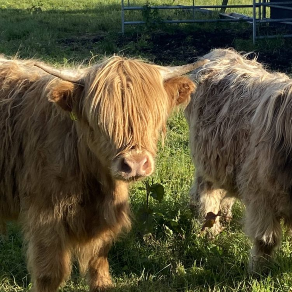 Highland Cows in Scotland with Adelante Aborad