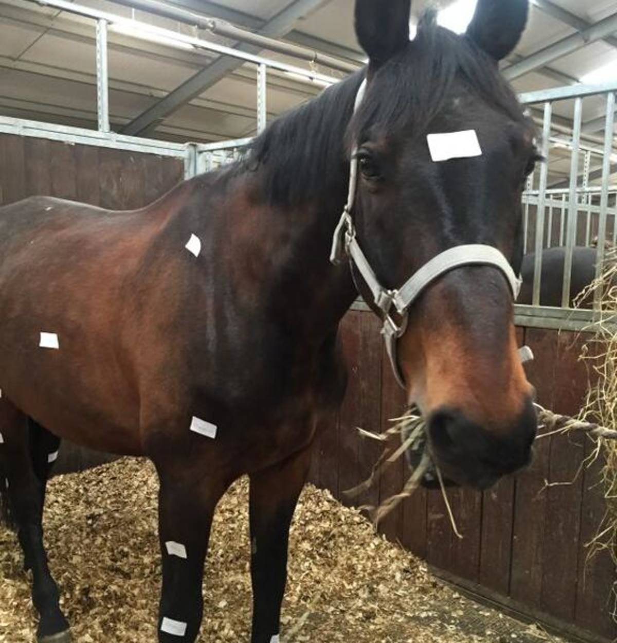Horse in the stables - Equine Program in Scotland - Adelante Abroad