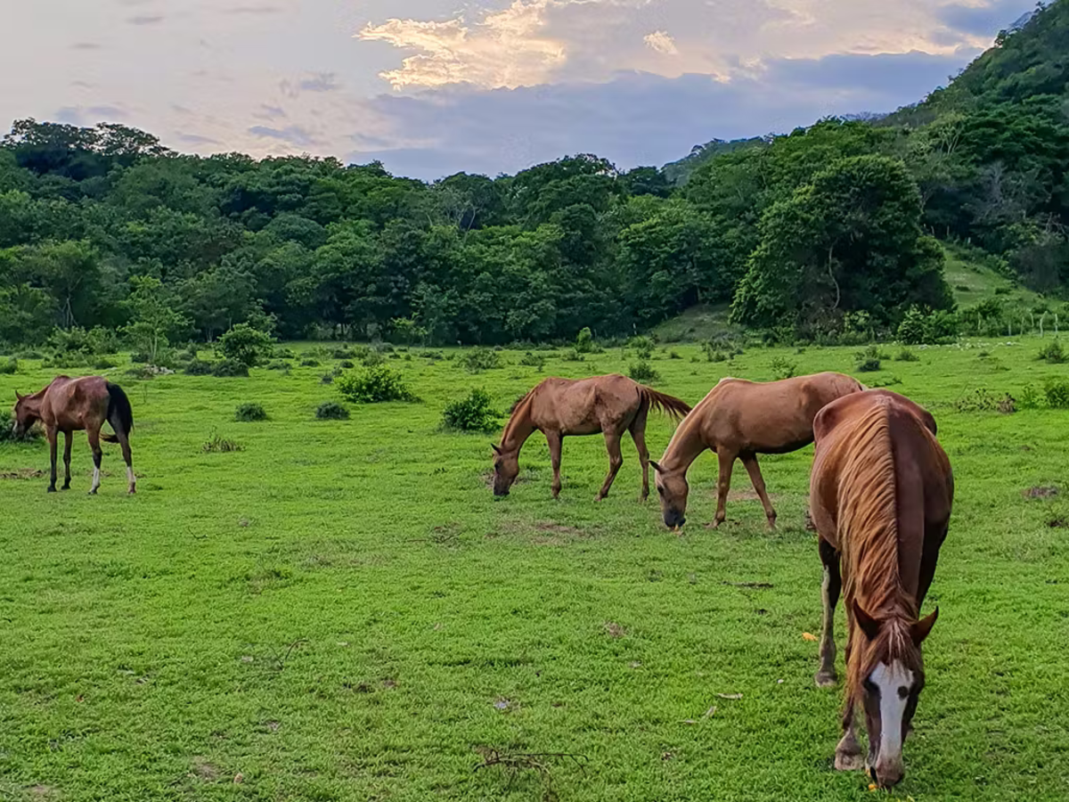 Horses in a Field in Mexico