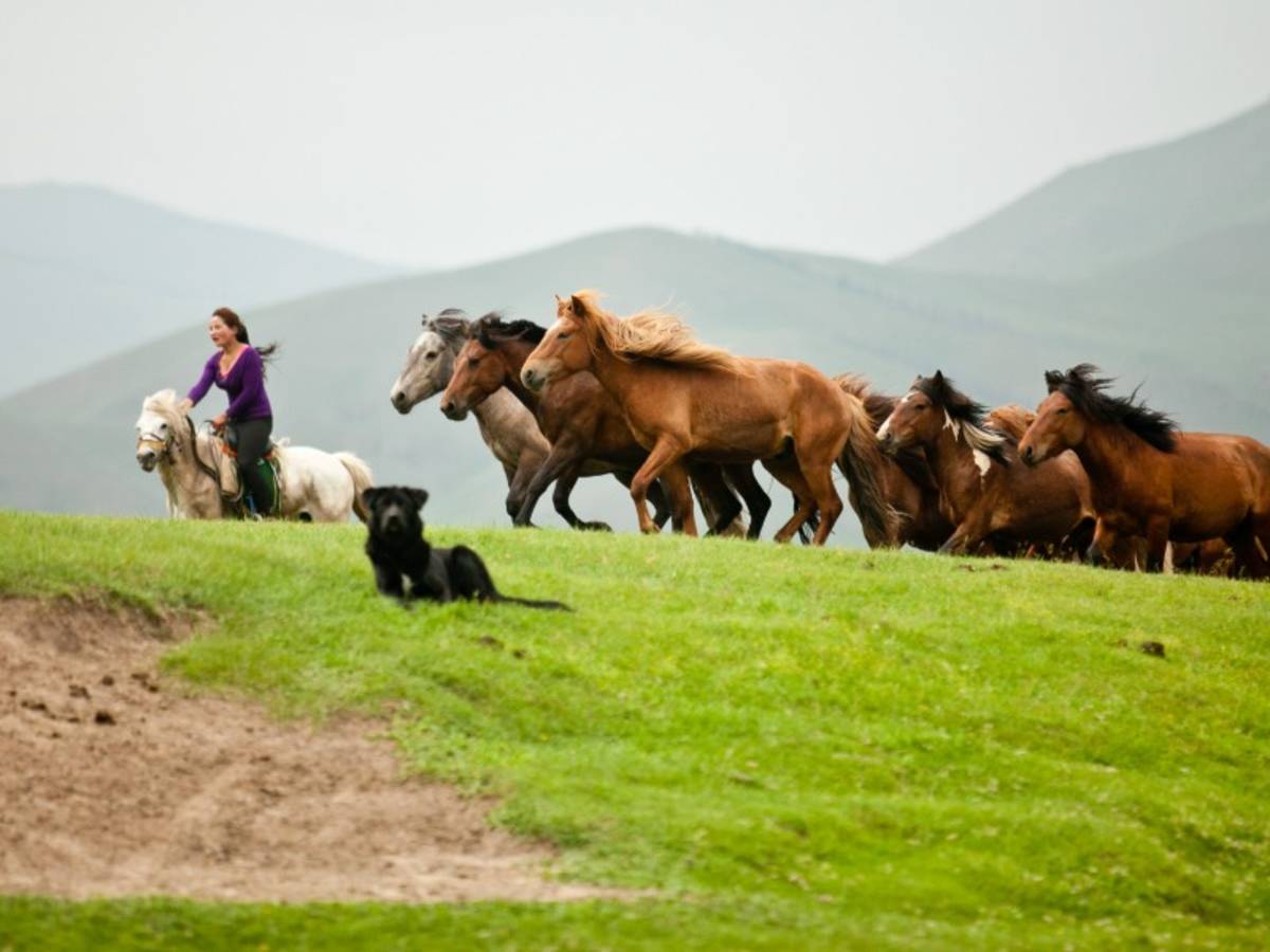 Horses