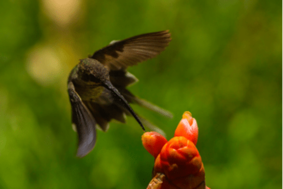 hummingbird and flower