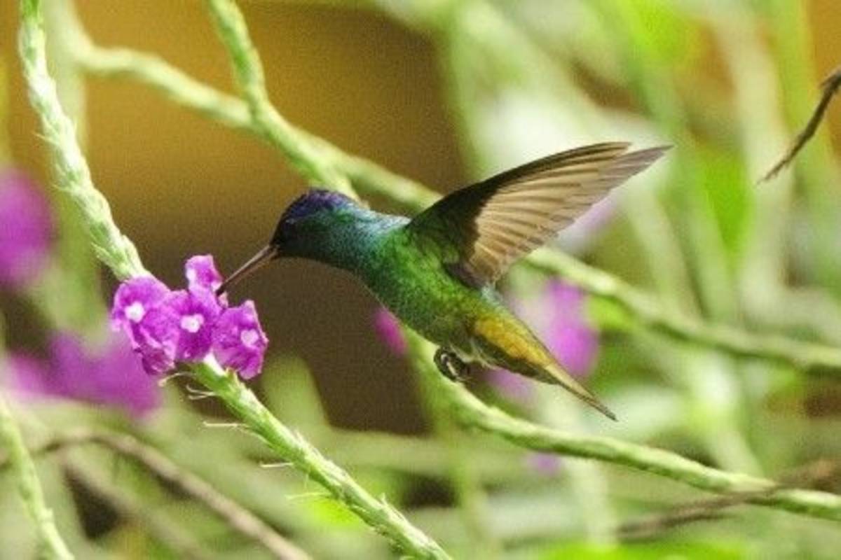 hummingbird and pink flower