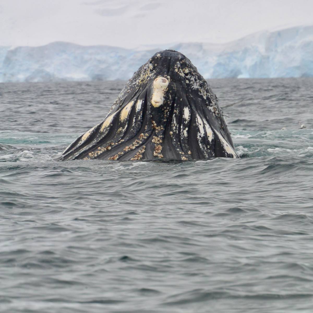 Humpback