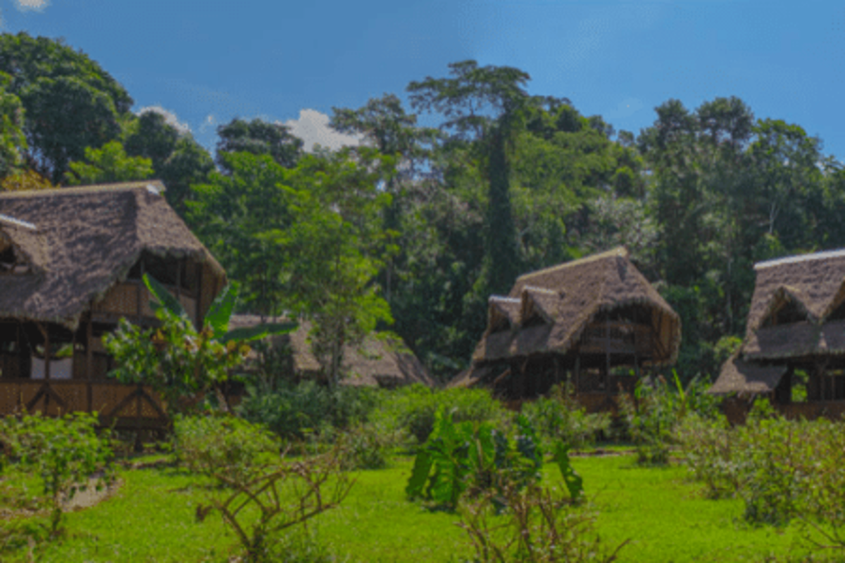 huts in a forest