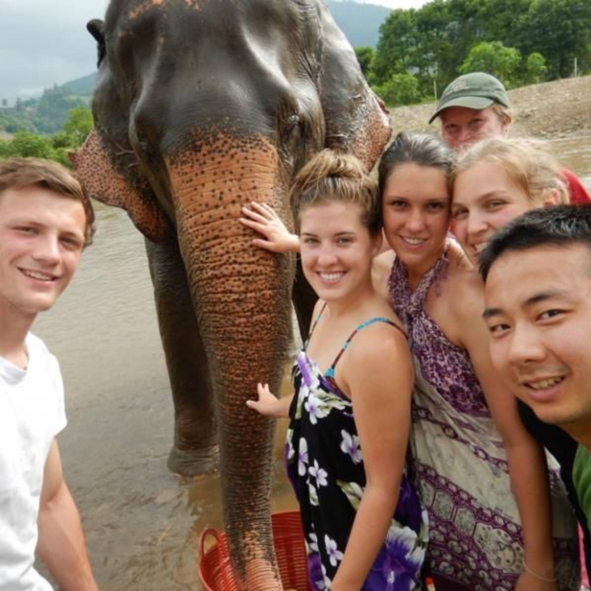 elephant_Pacific Discovery