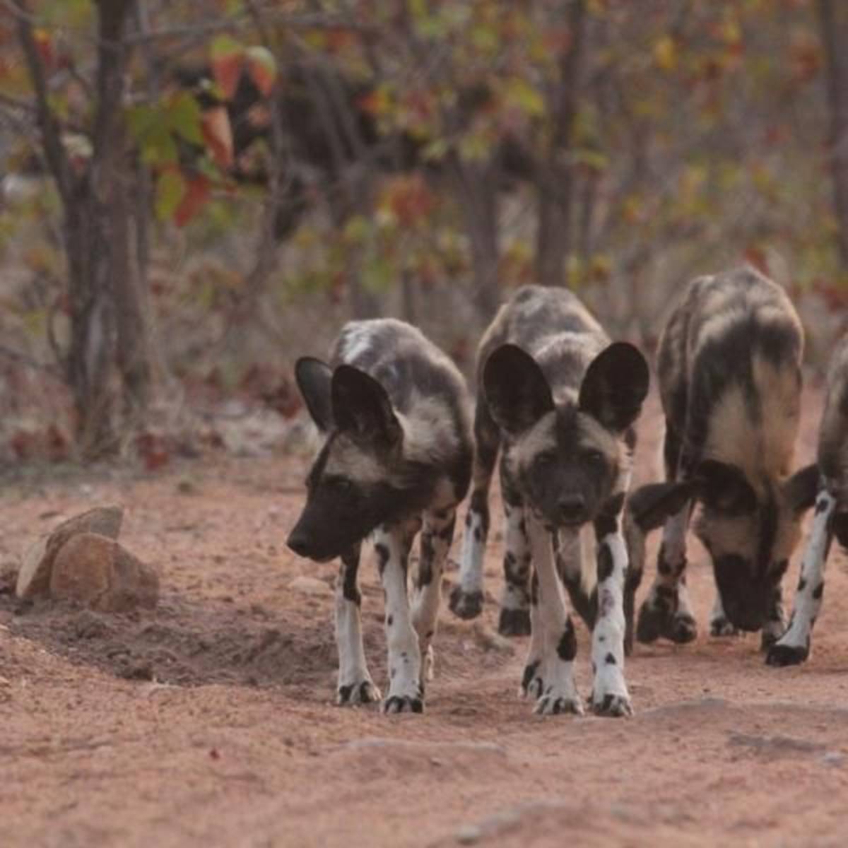 Volunteer in Wildlife Conservation