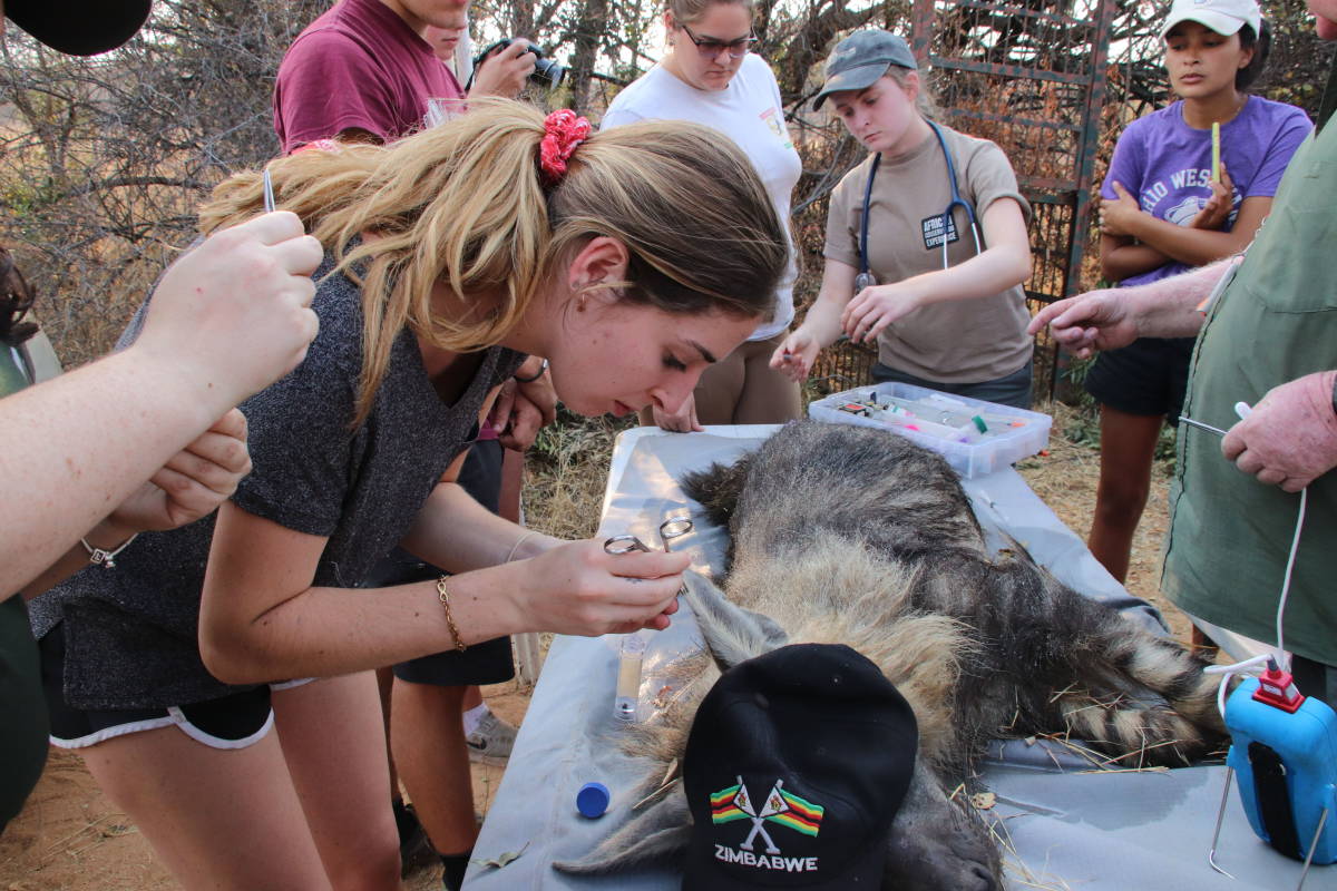 Volunteer taking care of the animal