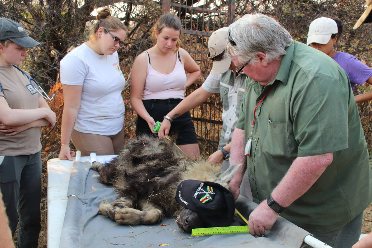 Volunteers measuring the animal