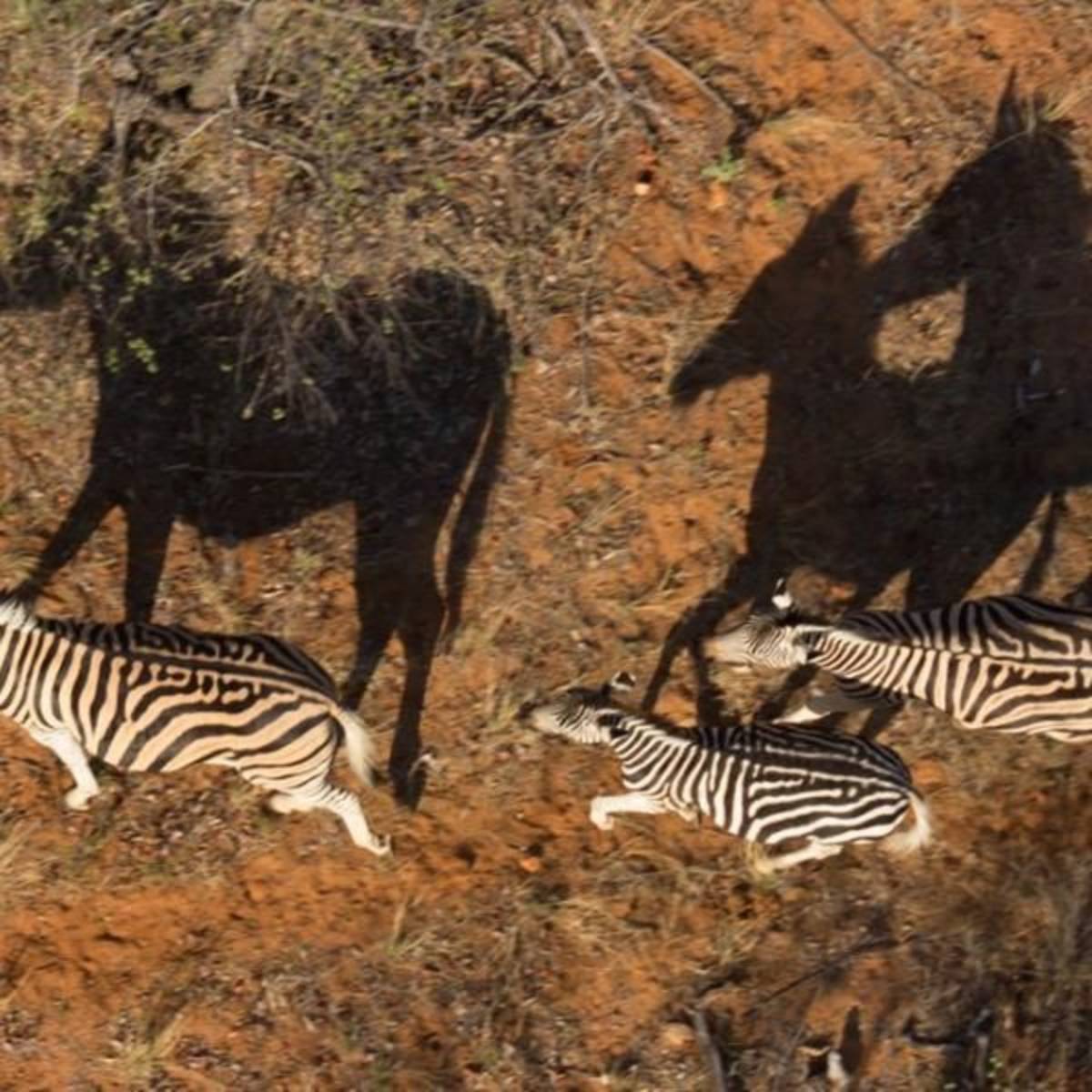 Volunteer in Wildlife Conservation