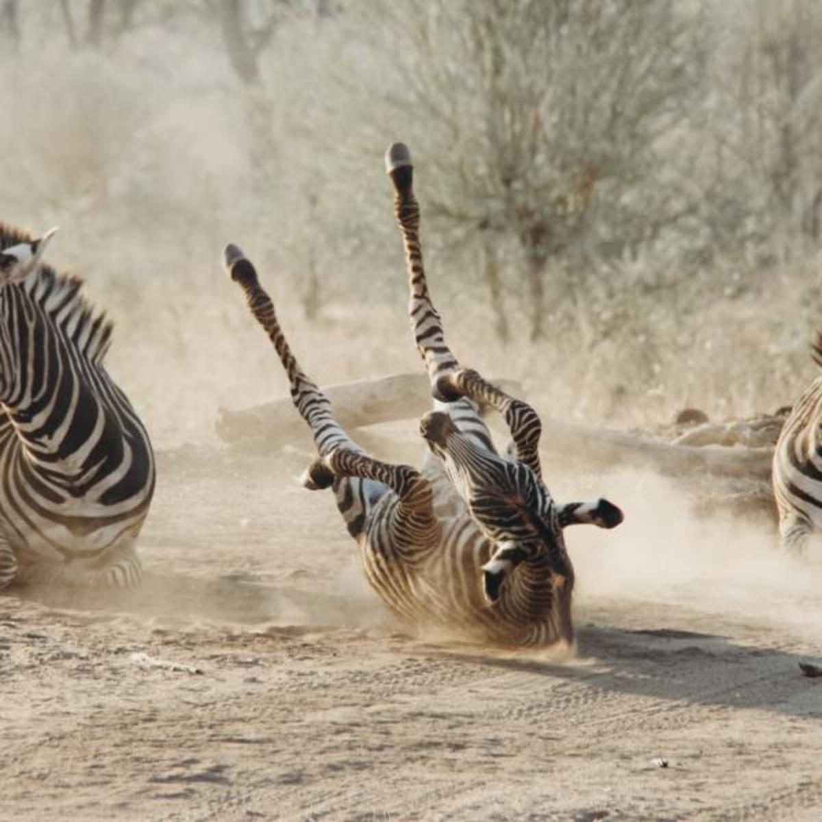 Volunteer in Vic Falls with IVHQ