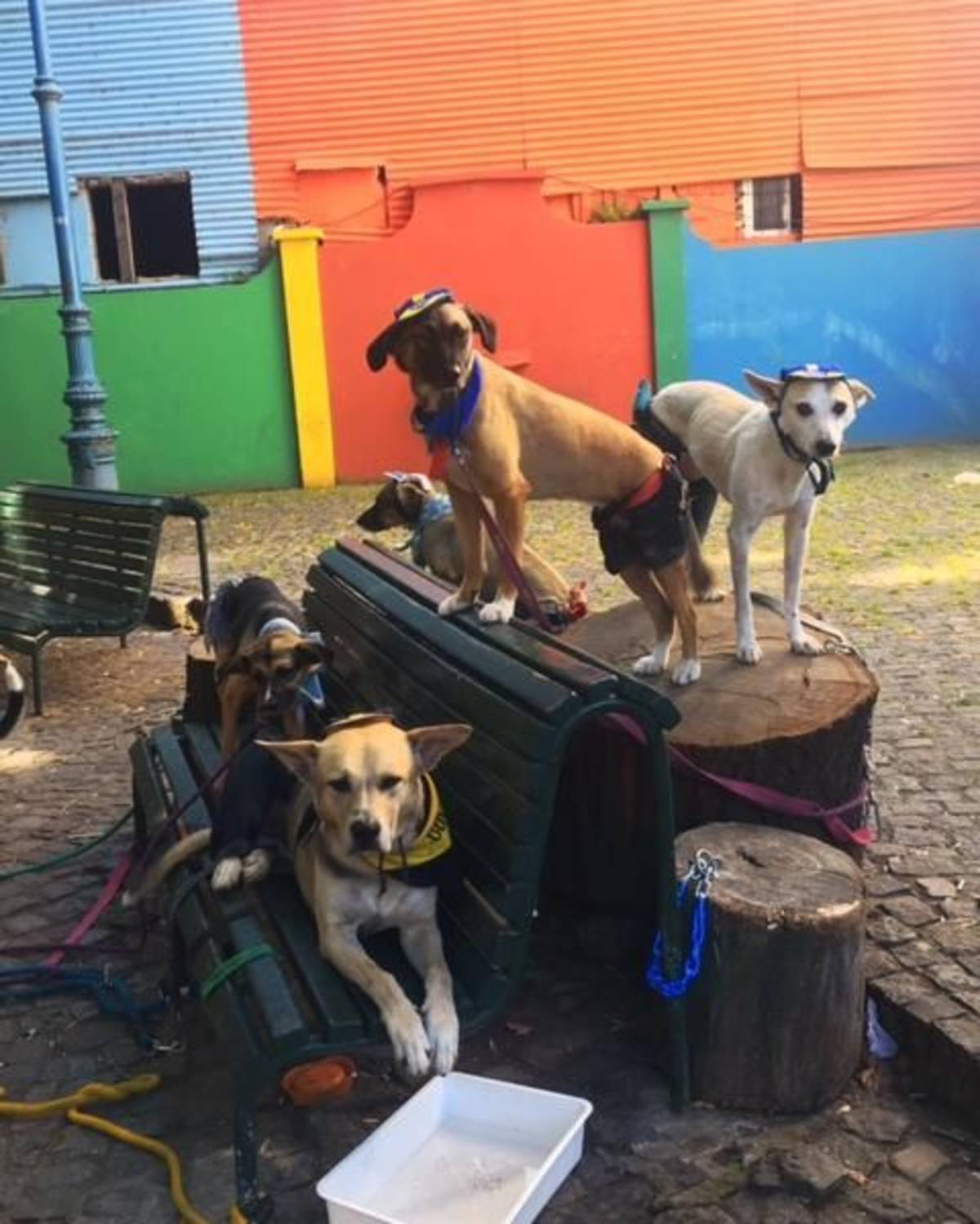 Veterinary Sciences Internship in Argentina